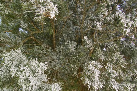 Téléchargez les photos : Un arbre recouvert de neige sur fond de nature - en image libre de droit