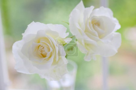 Téléchargez les photos : Vue rapprochée de belles roses blanches sur fond clair - en image libre de droit
