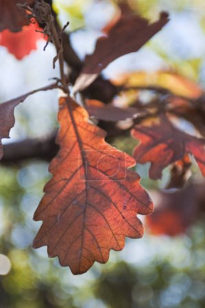 Téléchargez les photos : Feuilles d'automne vue rapprochée, fond nature - en image libre de droit