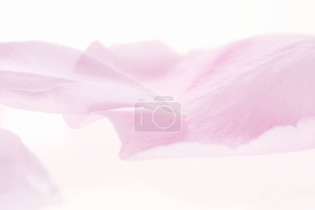 Foto de Vista de cerca de hermosos pétalos de rosa tiernos sobre fondo claro - Imagen libre de derechos