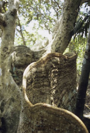 Photo for Close up view of big tree root at Okinawa - Royalty Free Image