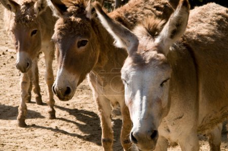 Foto de Lindo marrón burros en campo granja - Imagen libre de derechos