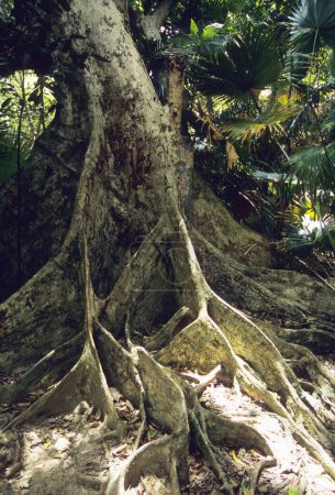 Téléchargez les photos : Vue rapprochée de la grosse racine d'arbre à Okinawa - en image libre de droit