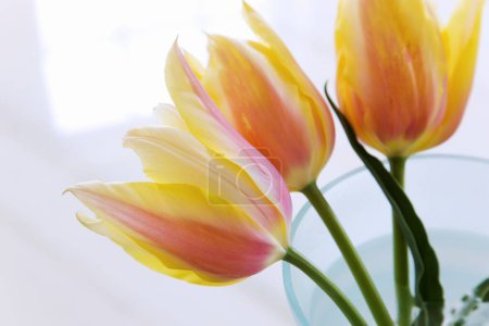 Foto de Vista de cerca de hermosas flores de tulipanes amarillos y rosados - Imagen libre de derechos