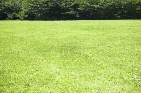 Téléchargez les photos : Vue sur pelouse verte dans le parc - en image libre de droit