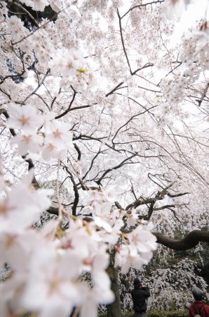 Foto de Vista de cerca de las flores blancas en el jardín, flores de cerezo en la primavera - Imagen libre de derechos