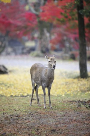 Photo for Close up beautiful deer in Nara Park, in Japan's Kansai region - Royalty Free Image