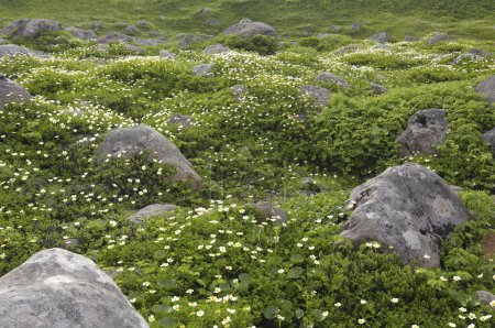 Foto de Hermosas flores en las montañas rocosas - Imagen libre de derechos
