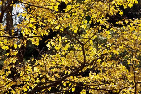 Téléchargez les photos : Couleurs d'automne du parc de la ville - en image libre de droit