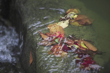 Foto de Hojas de otoño en cascada, la temporada de otoño flora - Imagen libre de derechos