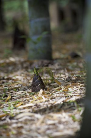 Téléchargez les photos : Image rapprochée de la pousse de bambou dans la forêt - en image libre de droit