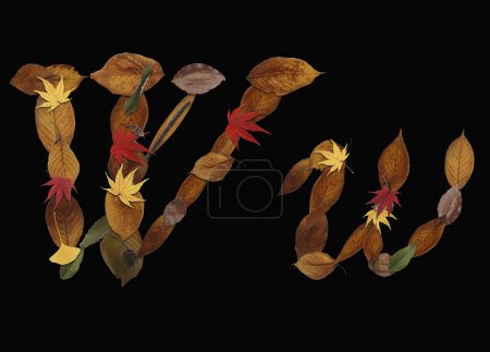 Photo for Alphabet made of autumn leaves isolated on black background. Letter W - Royalty Free Image
