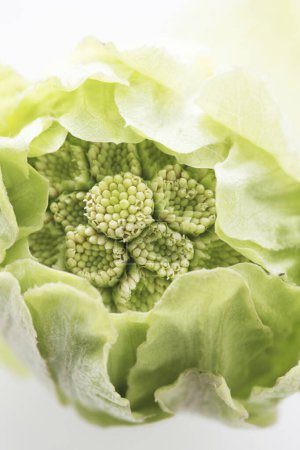 green Butterbur Sprout on white background
