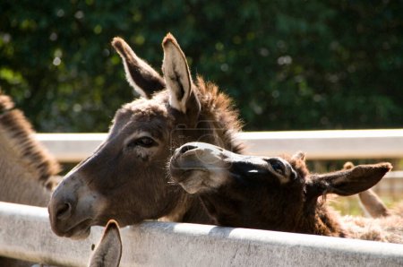 Foto de Lindo marrón burros en campo granja - Imagen libre de derechos