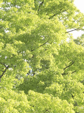 Téléchargez les photos : Branches d'arbres dans la nature, la flore et le feuillage - en image libre de droit