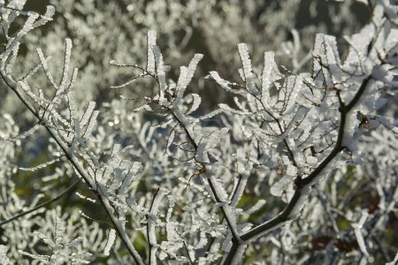Foto de Un árbol cubierto de hielo y cristales de helada - Imagen libre de derechos