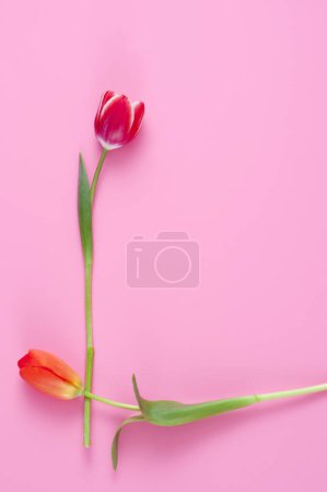 Photo for Top view of beautiful tulips flowers on pink background - Royalty Free Image