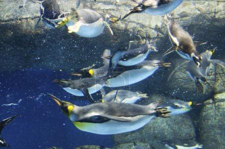 Téléchargez les photos : Beaux pingouins nageant sous l'eau à l'aquarium - en image libre de droit