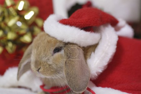 Photo for Cute rabbit in santa claus clothes on  background - Royalty Free Image