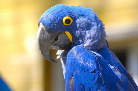 Photo for Cute parrot, closeup at wild nature - Royalty Free Image