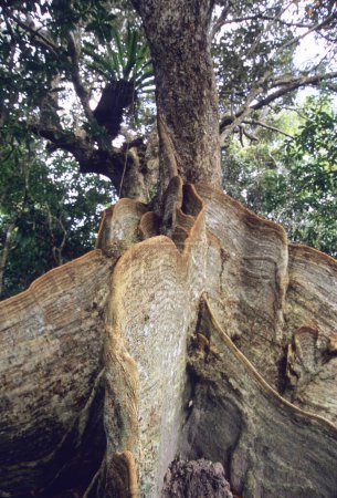 Foto de Vista de cerca de la gran raíz de árbol en Okinawa - Imagen libre de derechos