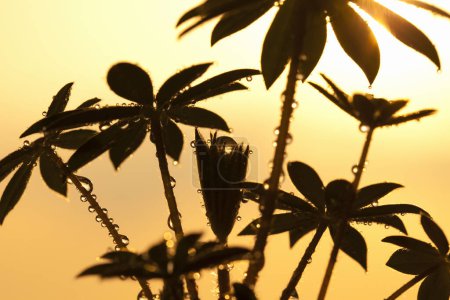 Téléchargez les photos : Gros plan de la plante avec lumière du soleil et gouttes d'eau - en image libre de droit
