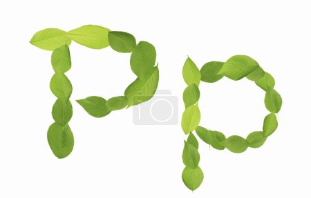 Téléchargez les photos : P lettre faite de feuilles vertes isolées sur fond blanc - en image libre de droit
