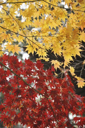 Téléchargez les photos : Feuilles d'érable dans le parc d'automne - en image libre de droit