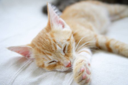 Foto de Primer plano de lindos gatitos domésticos - Imagen libre de derechos