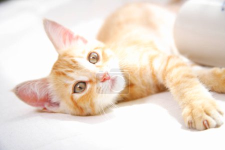 Téléchargez les photos : Mignon petit chaton couché sur le canapé - en image libre de droit