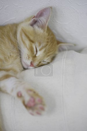 Téléchargez les photos : Mignon chat rouge dormant à la maison, portrait rapproché - en image libre de droit