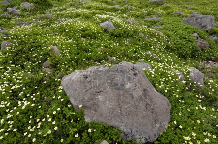 Téléchargez les photos : Herbe verte et fleurs sur les rochers - en image libre de droit