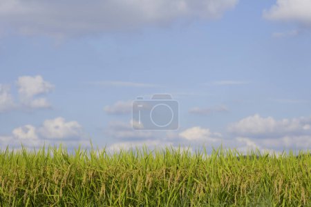 Téléchargez les photos : Beau champ vert avec fond bleu ciel - en image libre de droit