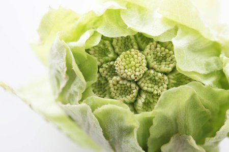 green Butterbur Sprout on white background