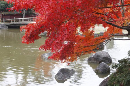 Foto de Paisaje de otoño con árboles y hojas brillantes, hermoso río pequeño en el parque - Imagen libre de derechos