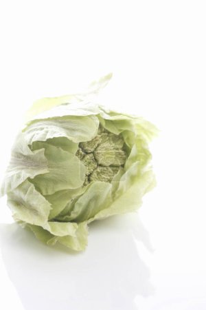 Foto de Brote de mantequilla verde sobre fondo blanco - Imagen libre de derechos