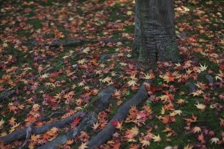 Photo for Autumn leaves in park, fall season flora - Royalty Free Image