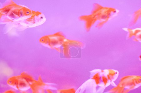 Téléchargez les photos : Beau poisson rouge nageant dans l'aquarium en arrière-plan - en image libre de droit