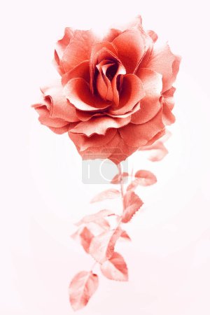 Téléchargez les photos : Rose rouge fond isolé, gros plan - en image libre de droit