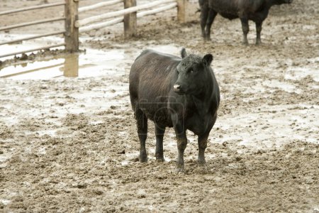 Téléchargez les photos : Pâturage des vaches à la ferme le jour - en image libre de droit