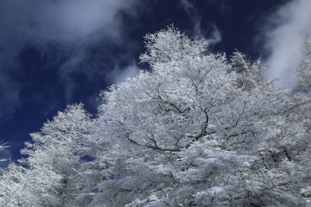Photo for Snow - covered trees with hoarfrost and snow - Royalty Free Image
