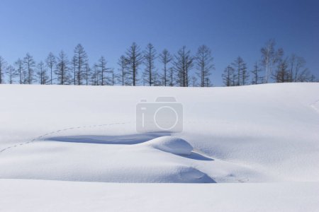 Téléchargez les photos : Paysage hivernal d'arbres enneigés dans les montagnes. - en image libre de droit