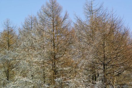 Téléchargez les photos : Un groupe d'arbres recouverts de neige sur fond de nature - en image libre de droit