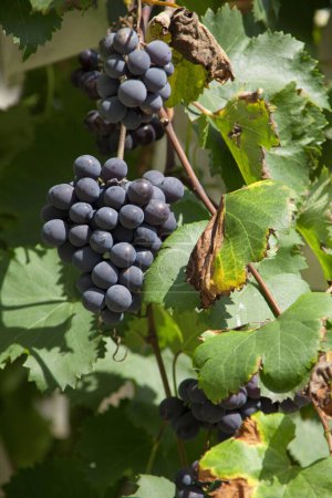 Foto de Vista de cerca de uvas orgánicas frescas maduras y hojas verdes en el viñedo - Imagen libre de derechos