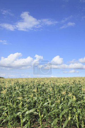 Foto de Hermosa vista del campo con plantas de maíz - Imagen libre de derechos
