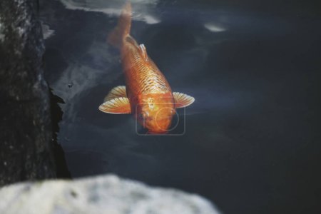Foto de A small orange Koi fish in the water of a pond - Imagen libre de derechos