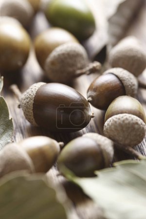 Photo for Close up view of whole oak acorns on wooden background - Royalty Free Image