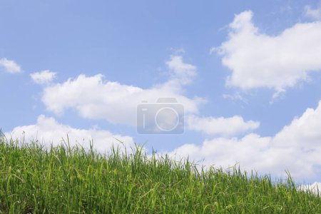 Foto de Nubes blancas en el cielo azul sobre hierba verde, vista diurna - Imagen libre de derechos