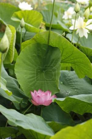 Téléchargez les photos : Fleur de lotus dans le jardin - en image libre de droit