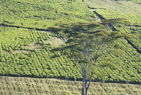 Foto de Plantación de té verde en la isla Java, Indonesia - Imagen libre de derechos